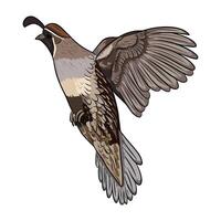 Illustration of a quail hunting in flight, angled slightly towards the viewer with its wings in motion vector