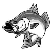Illustration of a barramundi fish Asian seabass angled upwards with its mouth wide open in black and white vector
