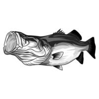 Illustration of a barramundi fish with its mouth wide open, depicted at a tilted angle. The artwork provides a unique perspective of the fish and the inside of its mouth in black and white vector