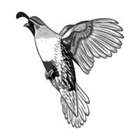 Illustration of a quail hunting in flight, angled slightly towards the viewer with its wings in motion in black and white vector