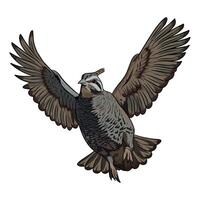 Illustration of a quail in flight, viewed from a slightly overhead perspective with its wings fully extended vector