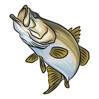 Upward-facing illustration of a barramundi fish with its mouth open. The drawing highlights the fish's underside and fins as it appears to be moving upwards vector