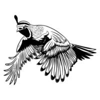 Illustration of a California quail in flight, with its wings spread wide in black and white vector