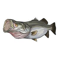 Illustration of a barramundi fish with its mouth wide open, depicted at a tilted angle. The artwork provides a unique perspective of the fish and the inside of its mouth. vector