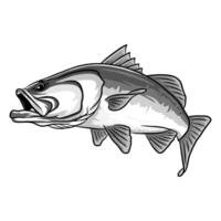 Close up illustration of a barramundi fish with its mouth slightly ajar, viewed from a low angle. The drawing emphasizes the fish's head and facial details in black and white vector