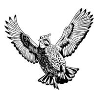 Illustration of a quail in flight, viewed from a slightly overhead perspective with its wings fully extended in black and white vector