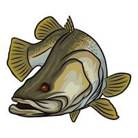 Illustration of a barramundi fish with its mouth slightly open, presented in a dynamic pose. The artwork showcases the fish's distinctive features and coloration. vector