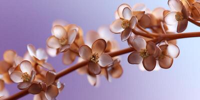 Delicate, light brown blossoms on a branch against a soft, purple background photo