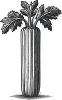 Hand-Drawn Illustration of Rustic Celery with Leaves vector