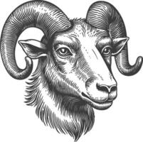 Detailed Illustration of a Ram Head with Intricate Line Work vector
