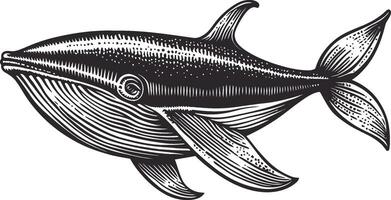 Detailed Illustration of a Stylized Whale in Black and White vector