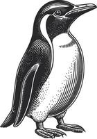 Detailed Illustration of a Penguin in a Classic Style vector