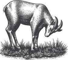 Vintage Illustration of a Goat Grazing in a Field with Grass and Detail vector