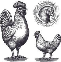 Vintage Chicken Sketches in Style for Artistic Illustrations vector