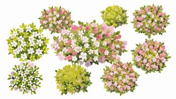 Overhead View of Assorted Pink and White Flower Bushes vector