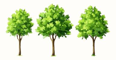Three Lush Green Trees, Isolated on White Background vector