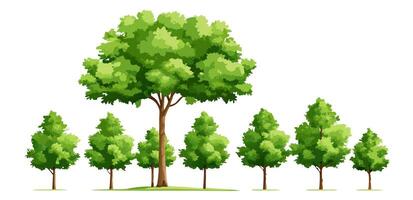 Set of Green Trees, Various Sizes, Illustration vector