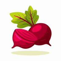 Fresh Red Beetroot with Green Leaves Illustration vector