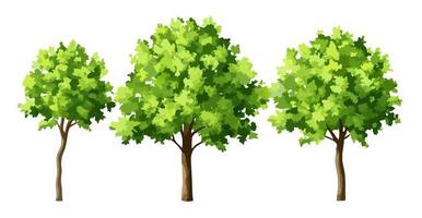Three Lush Green Trees Isolated on White Background vector