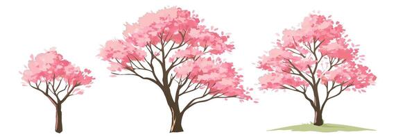 Three Pink Cherry Blossom Trees, Different Sizes, Isolated on White Background vector