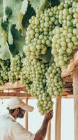 Green Grapes Hanging from Vines under Wooden Trellis Structure. Man tending Vines. Gardening and Vineyard scene. photo