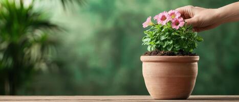 Hand placing Pink Flowers in Clay Pot with Soil on a Wooden Surface. Green Background, Gardening Concept. photo