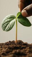 New plant emerging from soil. Hand touches fresh green leaves. Gardening process shows growth. photo
