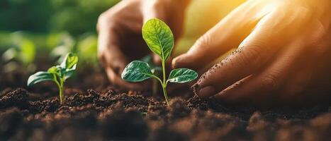 Close view on hands plant seedling into fertile soil. Little green sprout emerging into garden. Cultivating new plants. photo