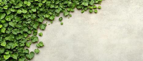 Green Ivy Leaves Growing on Concrete Wall. Vine with Heart Shaped Foliage. Gardening Background with Blank Space on Textured Surface. Natural Decor Concept. photo