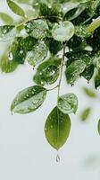 Fresh green leaves showing water droplets after rain. Bright closeup of foliage during watering. Scene evokes freshness and gardening concepts. photo