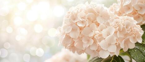 Pale Hydrangea Blooms with Water Droplets Shimmering in Bright Light Garden Setting Focus on Delicate Petals and Lush Green Leaves for Gardening photo