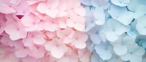 Pink and Blue Hydrangea Bloom Background for Gardening Project Delicate Floral Texture Pastel Colors photo