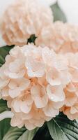 Close up of peach hydrangea blossoms with water droplets, representing elements of gardening and floral arrangements, soft lighting photo