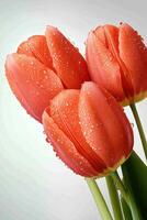 Close up of three orange tulip blooms. Water droplets adorn the petals. Green stems visible against a soft white background. Represents gardening. photo