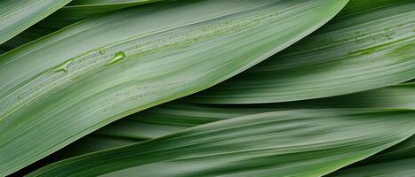 Close up fresh green leaves with water drops for gardening background. Long slender leaves texture pattern for nature wallpaper. photo