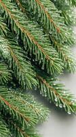 Green fir tree branches display clear water droplets. Closeup view demonstrates natural textures and fresh gardening atmosphere. Evergreen plant exhibits botanical features. photo