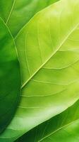 Close up view of several green leaves. Fresh foliage with detailed veins. Vibrant botanical textures for organic gardening designs. photo