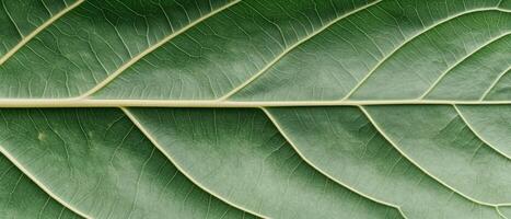 Green Leaf Close Up Showing Veins Detail Related To Gardening photo