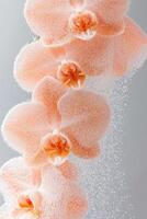 Orchid Blooms in Water with Bubbles, Pale Pink Flower Petals, Delicate Floral Arrangement, Fresh and Light, Gardening photo