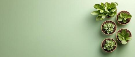 Small green plants inside pots. Gardening preparation and potting on green background. Top view of gardening with space for text. photo