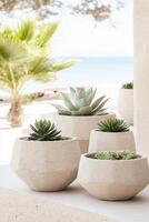 Gardening elements. Succulents in pots. Decoration items on a terrace in a summer landscape by the ocean with a palm tree. Garden. photo