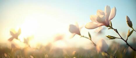 Magnolia blooms open in soft morning light. Petals reach towards sunshine. Spring growth in garden. Gardening project background. Floral beauty concept. photo