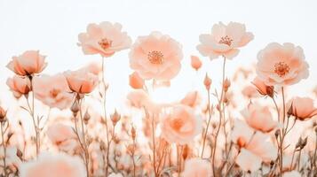 Pale peach flowers blossom in a garden, sunlight streams through petals during gardening activity. photo