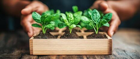 Hands hold small green plants in wooden box. Garden fresh spinach seedlings on rustic table. Gardening concept. photo