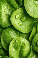 Fresh green spinach leaves close up with many water droplets on the surface for a healthy vibrant vegetable background texture photo