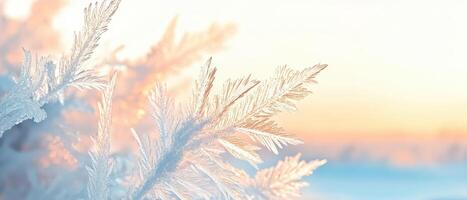Frosted plant branches gleam in gentle sunrise light. Delicate ice crystals form feathery patterns. Winter season nature scene. Soft pastel colors create peaceful ambiance. photo