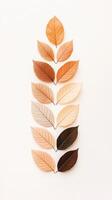 Autumn Leaves Arrangement. Falling Leaves on White Surface. Variety of Colors. Minimal Fall Leaves Composition. Natural Leaf Pattern. photo