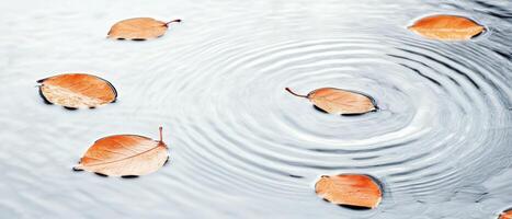 Autumn leaves float on water surface with ripples. Orange foliage spread gently across reflective liquid creating circular wave patterns on a calm day. photo