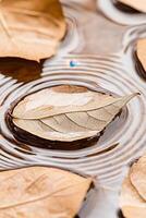 Dry autumn leaves float on calm water. Ripples expand. A single droplet creates a circle. Light reflects on the fluid surface. photo