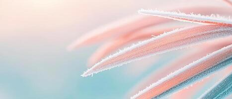 Delicate leaves covered in frost shimmer softly. Pale peach color blends into light blue. Winter morning background reveals ice crystals. photo